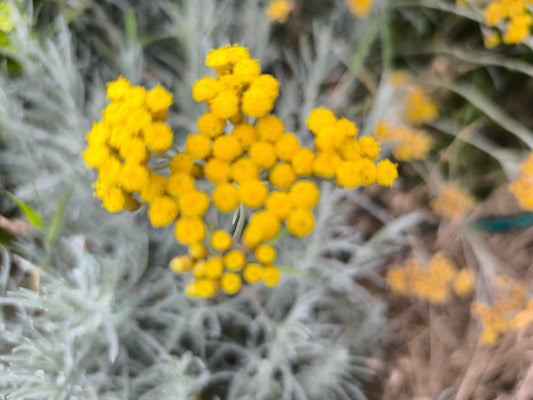 Tallow Balm - Helichrysum