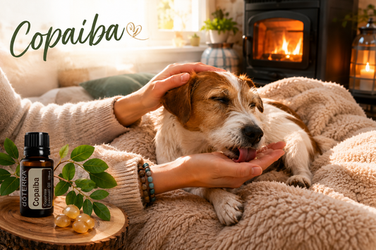 Copaiba – az Amazonas kincse embereknek és kutyáknak