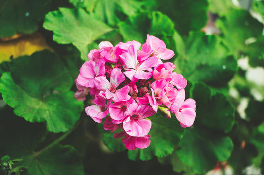 Geranium Essential Oil